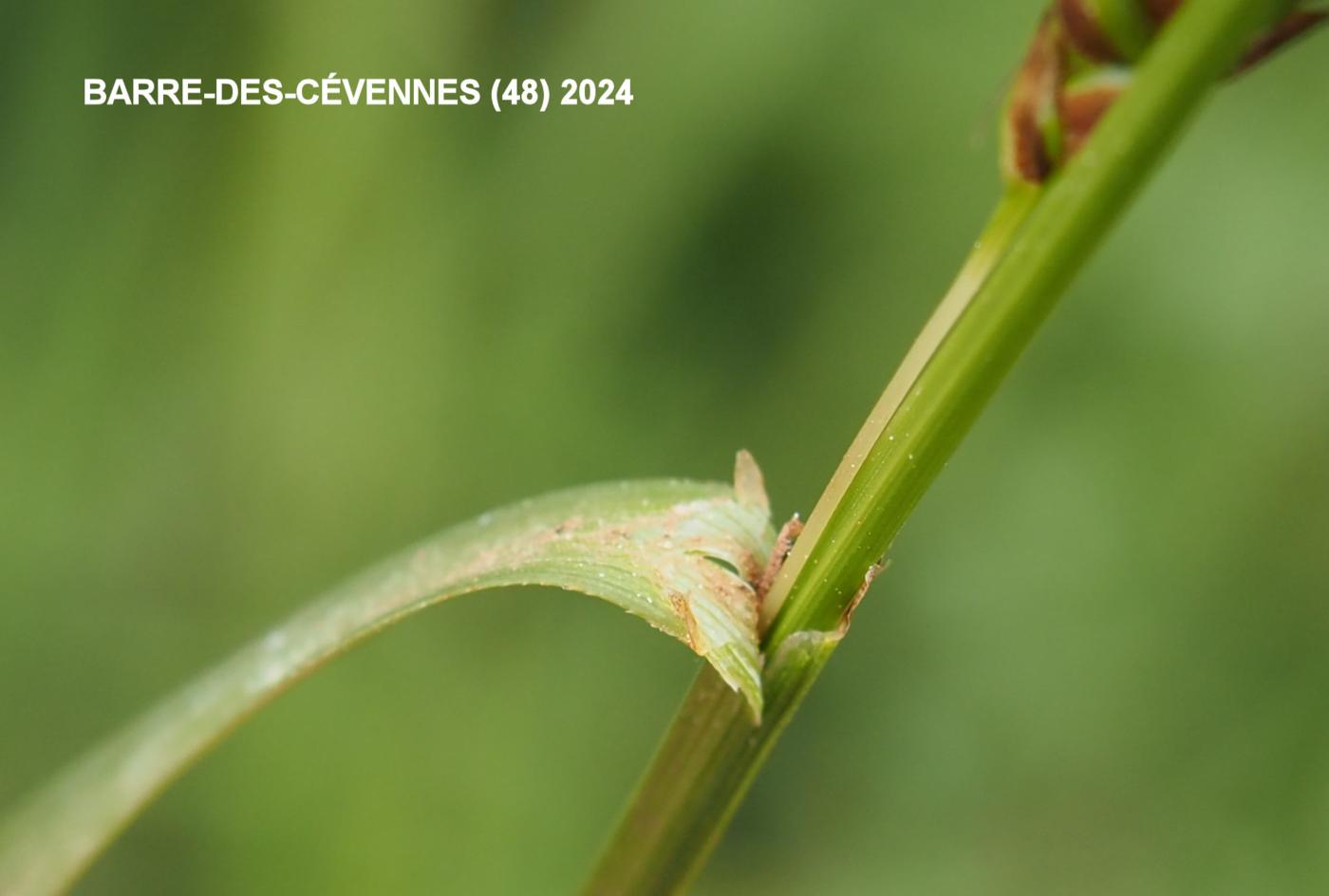 Sedge, Distant leaf